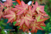 - Acer palmatum 'Ruben' Pink Japanese Maple - Mr Maple │ Buy Japanese Maple Trees