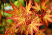 - Acer palmatum 'Ruben' Pink Japanese Maple - Mr Maple │ Buy Japanese Maple Trees