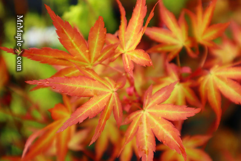 - Acer palmatum 'Ruben' Pink Japanese Maple - Mr Maple │ Buy Japanese Maple Trees