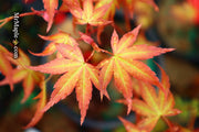 - Acer palmatum 'Ruben' Pink Japanese Maple - Mr Maple │ Buy Japanese Maple Trees