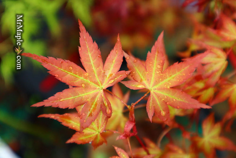 - Acer palmatum 'Ruben' Pink Japanese Maple - Mr Maple │ Buy Japanese Maple Trees