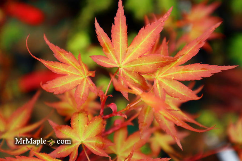 - Acer palmatum 'Ruben' Pink Japanese Maple - Mr Maple │ Buy Japanese Maple Trees