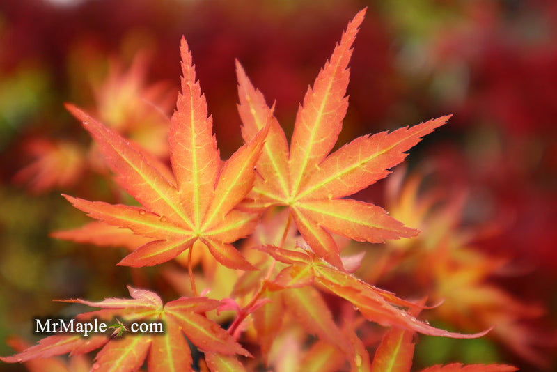 - Acer palmatum 'Ruben' Pink Japanese Maple - Mr Maple │ Buy Japanese Maple Trees