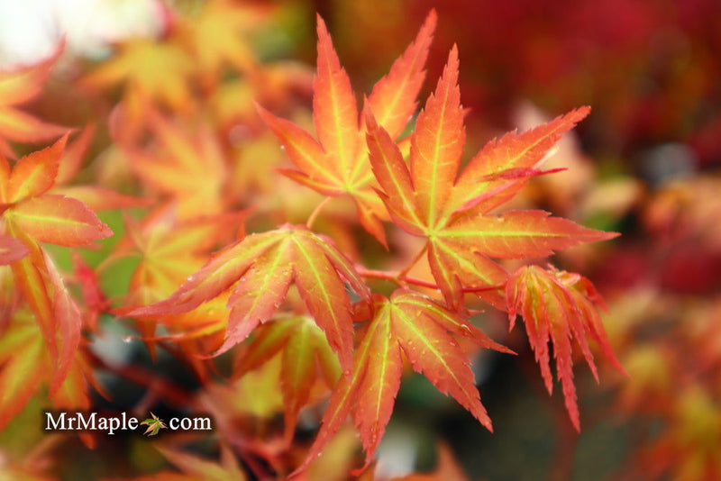- Acer palmatum 'Ruben' Pink Japanese Maple - Mr Maple │ Buy Japanese Maple Trees