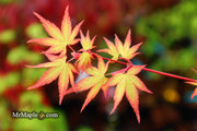 - Acer palmatum 'Ruben' Pink Japanese Maple - Mr Maple │ Buy Japanese Maple Trees