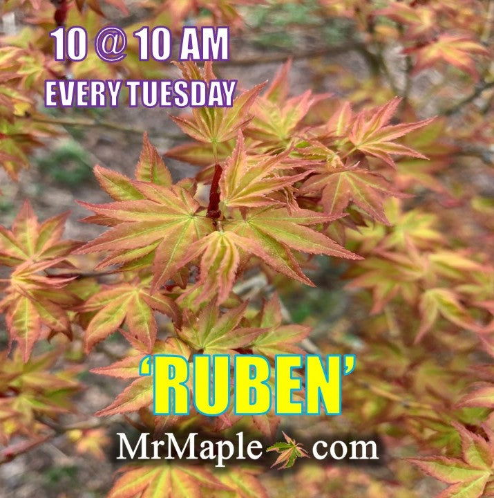 - Acer palmatum 'Ruben' Pink Japanese Maple - Mr Maple │ Buy Japanese Maple Trees