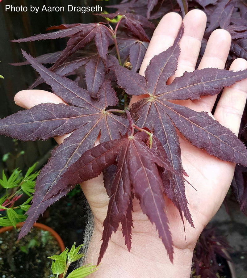 - Acer palmatum 'Ruby Ridge' Japanese Maple - Mr Maple │ Buy Japanese Maple Trees