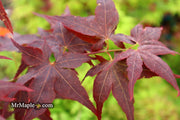 - Acer palmatum 'Ruby Ridge' Japanese Maple - Mr Maple │ Buy Japanese Maple Trees