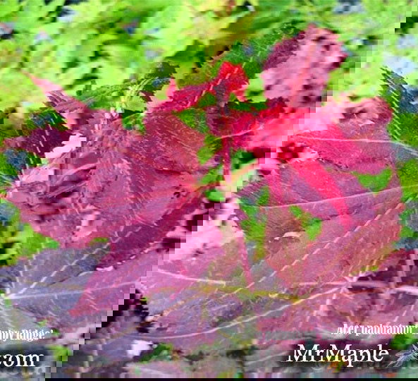 - Acer palmatum 'Ruby Ridge' Japanese Maple - Mr Maple │ Buy Japanese Maple Trees