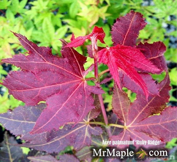 Buy Acer palmatum 'Ruby Ridge' Japanese Maple — Mr Maple │ Buy Japanese ...