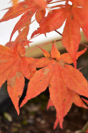- Acer palmatum 'Ruby Ridge' Japanese Maple - Mr Maple │ Buy Japanese Maple Trees