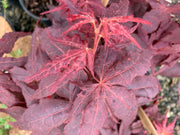 - Acer palmatum 'Ruby Ridge' Japanese Maple - Mr Maple │ Buy Japanese Maple Trees