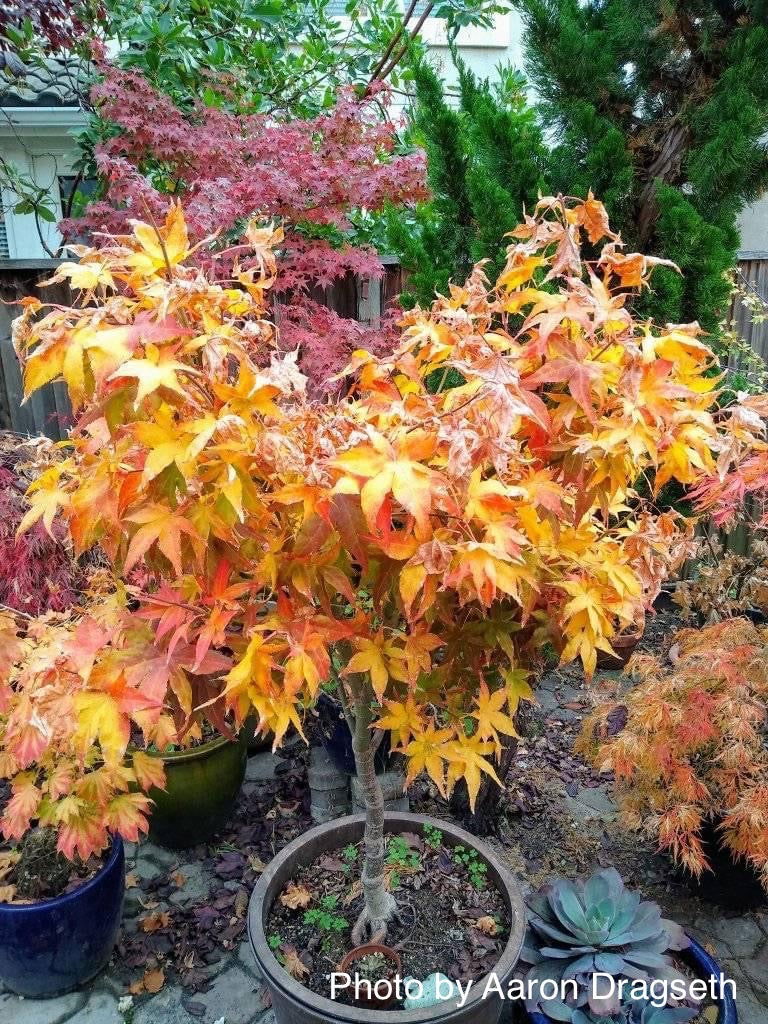 - Acer palmatum 'Ruby Ridge' Japanese Maple - Mr Maple │ Buy Japanese Maple Trees