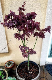 - Acer palmatum 'Ruby Ridge' Japanese Maple - Mr Maple │ Buy Japanese Maple Trees