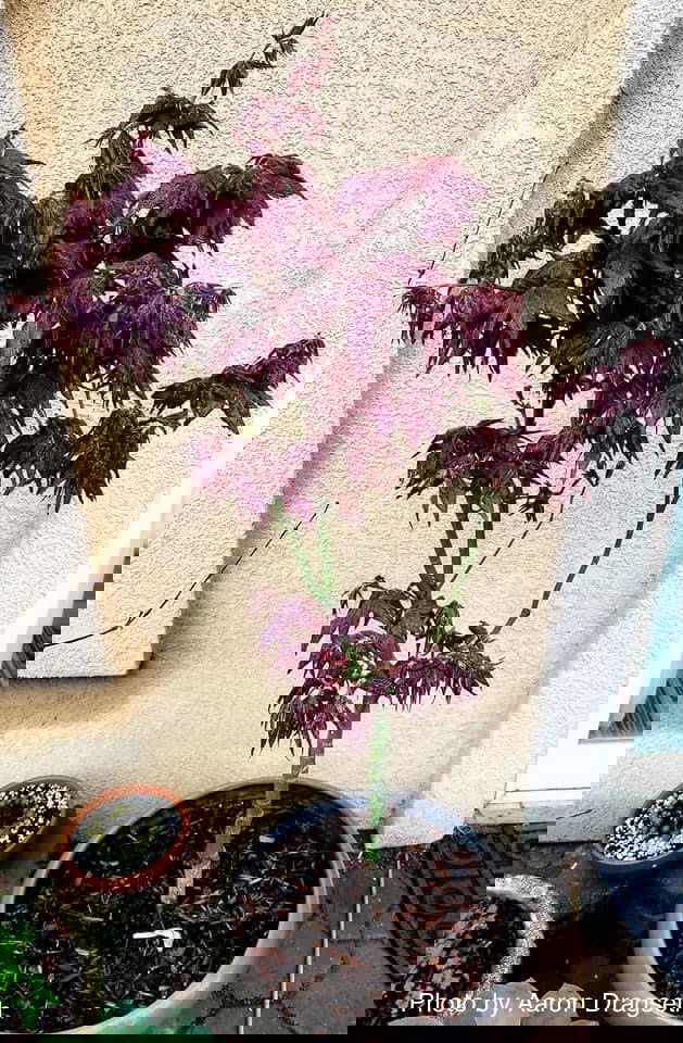 - Acer palmatum 'Ruby Ridge' Japanese Maple - Mr Maple │ Buy Japanese Maple Trees