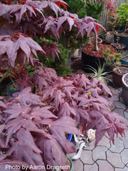 - Acer palmatum 'Ruby Ridge' Japanese Maple - Mr Maple │ Buy Japanese Maple Trees