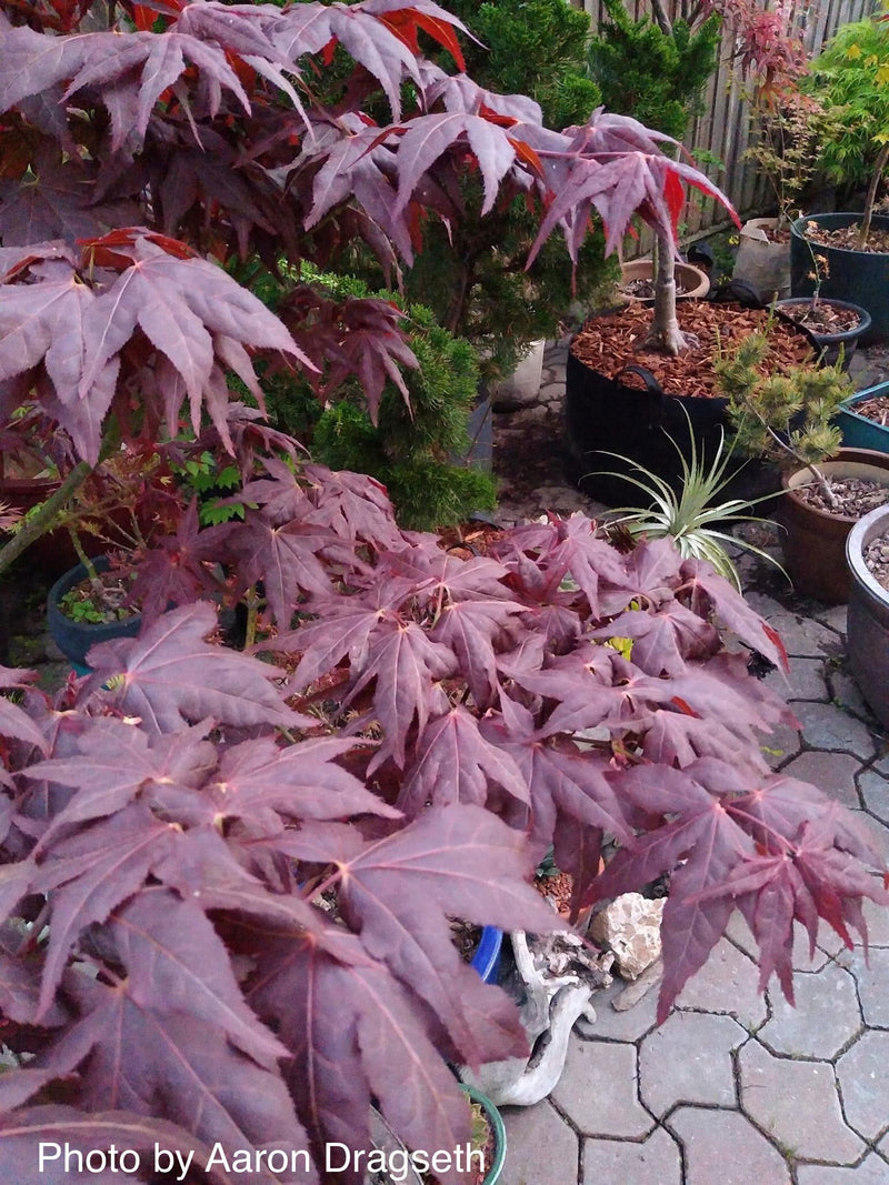 - Acer palmatum 'Ruby Ridge' Japanese Maple - Mr Maple │ Buy Japanese Maple Trees