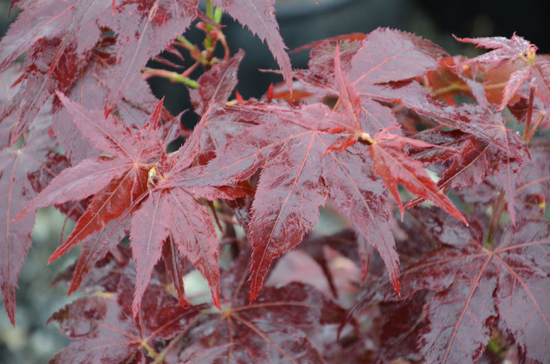- Acer palmatum 'Ruby Ridge' Japanese Maple - Mr Maple │ Buy Japanese Maple Trees