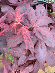 - Acer palmatum 'Ruby Ridge' Japanese Maple - Mr Maple │ Buy Japanese Maple Trees