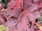 - Acer palmatum 'Ruby Ridge' Japanese Maple - Mr Maple │ Buy Japanese Maple Trees