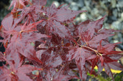 - Acer palmatum 'Ruby Ridge' Japanese Maple - Mr Maple │ Buy Japanese Maple Trees