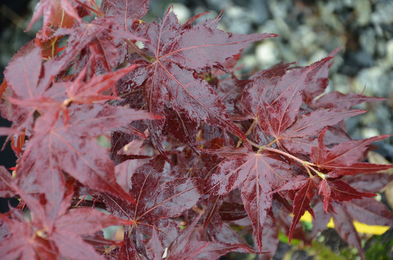 - Acer palmatum 'Ruby Ridge' Japanese Maple - Mr Maple │ Buy Japanese Maple Trees