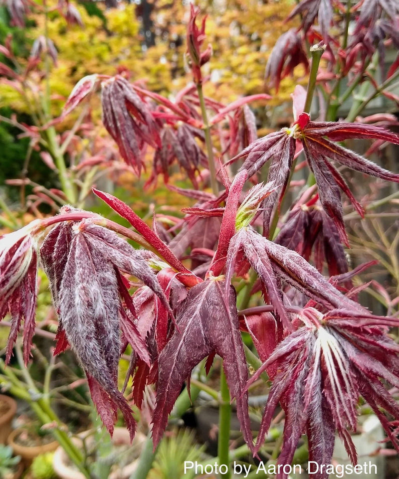 - Acer palmatum 'Ruby Ridge' Japanese Maple - Mr Maple │ Buy Japanese Maple Trees