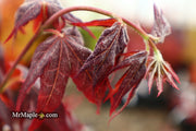 - Acer palmatum 'Ruby Ridge' Japanese Maple - Mr Maple │ Buy Japanese Maple Trees