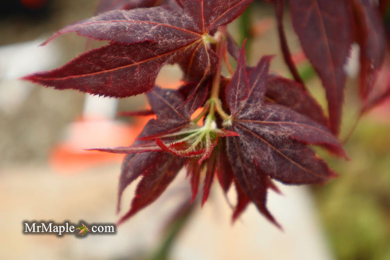- Acer palmatum 'Ruby Ridge' Japanese Maple - Mr Maple │ Buy Japanese Maple Trees