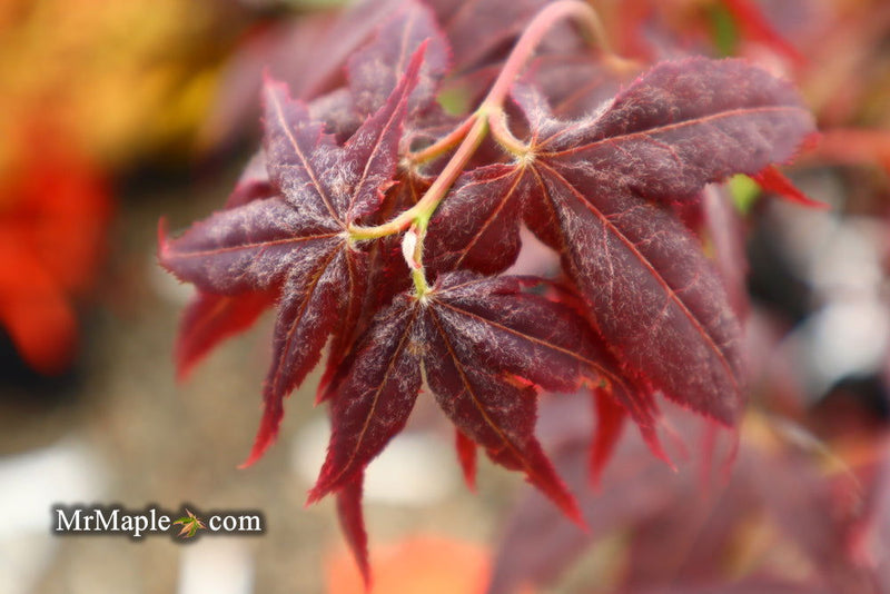 - Acer palmatum 'Ruby Ridge' Japanese Maple - Mr Maple │ Buy Japanese Maple Trees