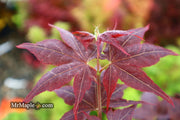 - Acer palmatum 'Ruby Ridge' Japanese Maple - Mr Maple │ Buy Japanese Maple Trees