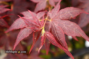 - Acer palmatum 'Ruby Ridge' Japanese Maple - Mr Maple │ Buy Japanese Maple Trees