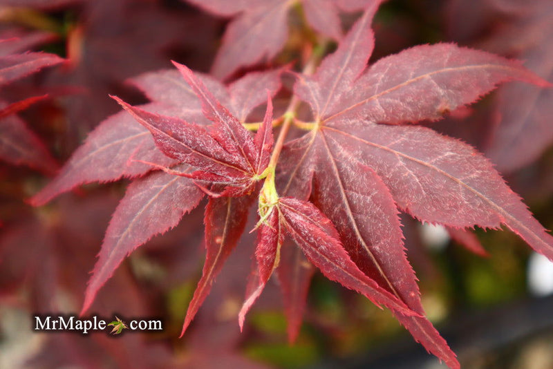 - Acer palmatum 'Ruby Ridge' Japanese Maple - Mr Maple │ Buy Japanese Maple Trees