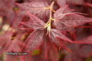 - Acer palmatum 'Ruby Ridge' Japanese Maple - Mr Maple │ Buy Japanese Maple Trees