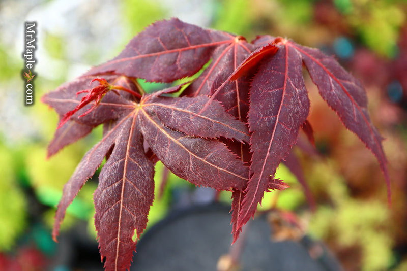 - Acer palmatum 'Ruby Ridge' Japanese Maple - Mr Maple │ Buy Japanese Maple Trees