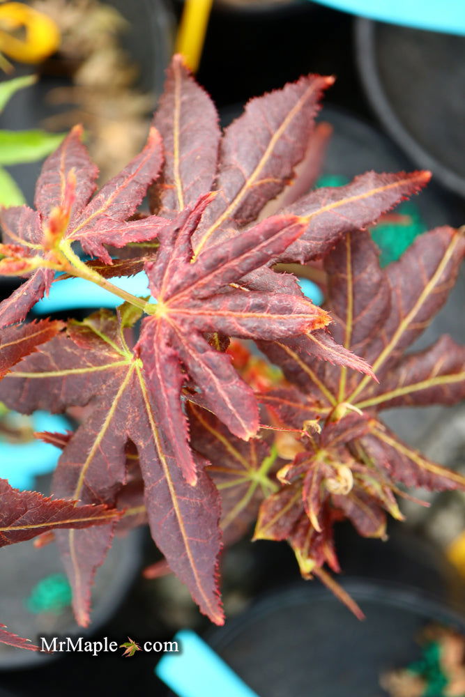 - Acer palmatum 'Ruby Ridge' Japanese Maple - Mr Maple │ Buy Japanese Maple Trees