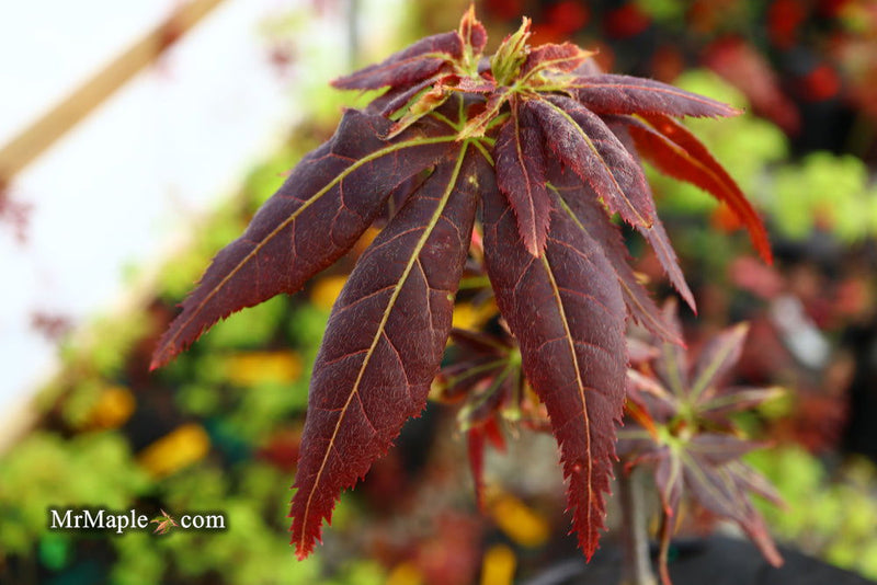- Acer palmatum 'Ruby Ridge' Japanese Maple - Mr Maple │ Buy Japanese Maple Trees