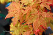 - Acer palmatum 'Rugose' Japanese Maple - Mr Maple │ Buy Japanese Maple Trees