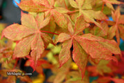 - Acer palmatum 'Rugose' Japanese Maple - Mr Maple │ Buy Japanese Maple Trees