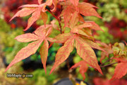 - Acer palmatum 'Rugose' Japanese Maple - Mr Maple │ Buy Japanese Maple Trees