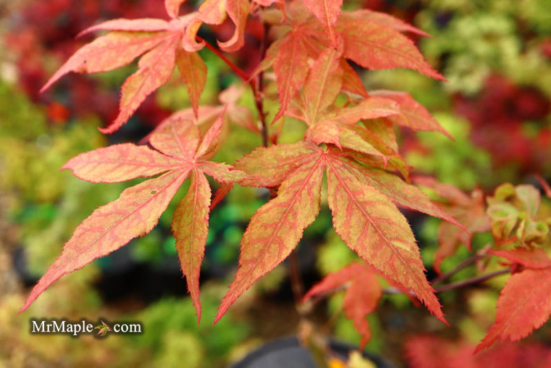 - Acer palmatum 'Rugose' Japanese Maple - Mr Maple │ Buy Japanese Maple Trees