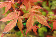 - Acer palmatum 'Rugose' Japanese Maple - Mr Maple │ Buy Japanese Maple Trees