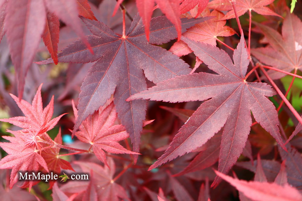 - Acer palmatum 'Ruth's Red' Japanese Maple - Mr Maple │ Buy Japanese Maple Trees