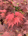 - Acer palmatum 'Ruth's Red' Japanese Maple - Mr Maple │ Buy Japanese Maple Trees