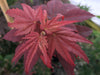 - Acer palmatum 'Ruth's Red' Japanese Maple - Mr Maple │ Buy Japanese Maple Trees