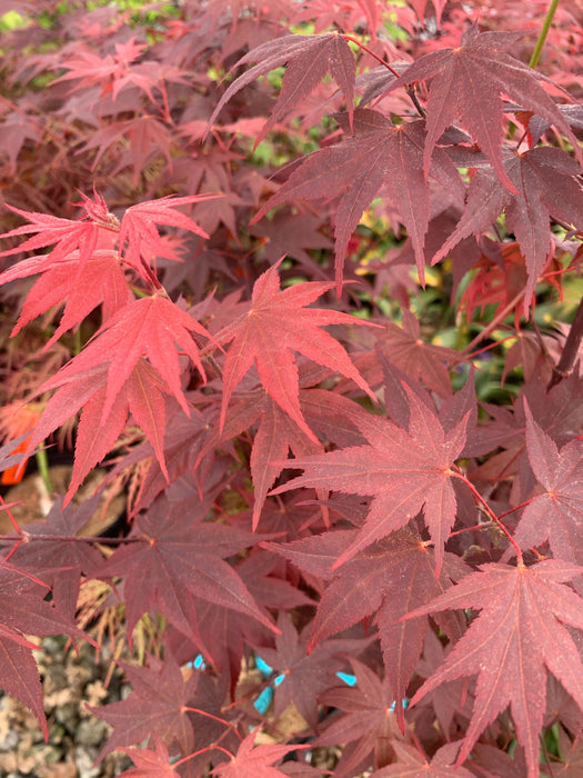 - Acer palmatum 'Ruth's Red' Japanese Maple - Mr Maple │ Buy Japanese Maple Trees