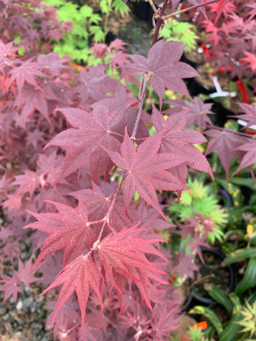 - Acer palmatum 'Ruth's Red' Japanese Maple - Mr Maple │ Buy Japanese Maple Trees