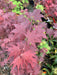 - Acer palmatum 'Ruth's Red' Japanese Maple - Mr Maple │ Buy Japanese Maple Trees