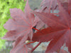 - Acer palmatum 'Ruth's Red' Japanese Maple - Mr Maple │ Buy Japanese Maple Trees