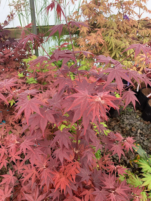 - Acer palmatum 'Ruth's Red' Japanese Maple - Mr Maple │ Buy Japanese Maple Trees